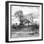 Awesome South Africa Collection Square - Savanna Landscape II B&W-Philippe Hugonnard-Framed Photographic Print