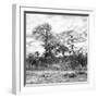 Awesome South Africa Collection Square - Savanna Landscape II B&W-Philippe Hugonnard-Framed Photographic Print