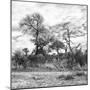 Awesome South Africa Collection Square - Savanna Landscape II B&W-Philippe Hugonnard-Mounted Photographic Print