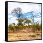 Awesome South Africa Collection Square - Savanna Landscape II-Philippe Hugonnard-Framed Stretched Canvas