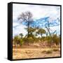 Awesome South Africa Collection Square - Savanna Landscape II-Philippe Hugonnard-Framed Stretched Canvas