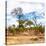 Awesome South Africa Collection Square - Savanna Landscape II-Philippe Hugonnard-Stretched Canvas