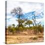 Awesome South Africa Collection Square - Savanna Landscape II-Philippe Hugonnard-Stretched Canvas