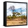 Awesome South Africa Collection Square - Savanna Landscape II-Philippe Hugonnard-Framed Stretched Canvas