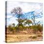Awesome South Africa Collection Square - Savanna Landscape II-Philippe Hugonnard-Stretched Canvas