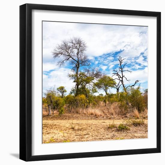 Awesome South Africa Collection Square - Savanna Landscape II-Philippe Hugonnard-Framed Photographic Print