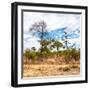 Awesome South Africa Collection Square - Savanna Landscape II-Philippe Hugonnard-Framed Photographic Print