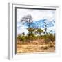 Awesome South Africa Collection Square - Savanna Landscape II-Philippe Hugonnard-Framed Photographic Print