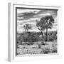 Awesome South Africa Collection Square - Savanna Landscape III B&W-Philippe Hugonnard-Framed Photographic Print