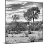 Awesome South Africa Collection Square - Savanna Landscape III B&W-Philippe Hugonnard-Mounted Photographic Print