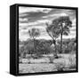 Awesome South Africa Collection Square - Savanna Landscape III B&W-Philippe Hugonnard-Framed Stretched Canvas