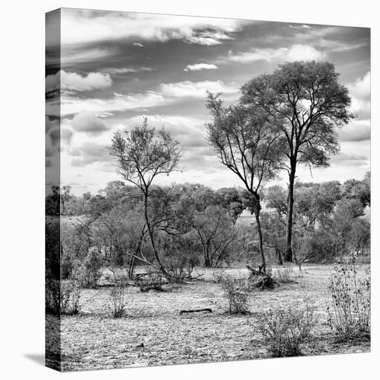 Awesome South Africa Collection Square - Savanna Landscape III B&W-Philippe Hugonnard-Stretched Canvas