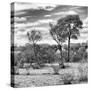 Awesome South Africa Collection Square - Savanna Landscape III B&W-Philippe Hugonnard-Stretched Canvas