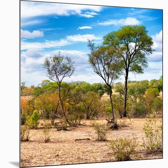 Awesome South Africa Collection Square - Savanna Landscape III-Philippe Hugonnard-Mounted Photographic Print