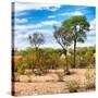 Awesome South Africa Collection Square - Savanna Landscape III-Philippe Hugonnard-Stretched Canvas