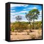 Awesome South Africa Collection Square - Savanna Landscape III-Philippe Hugonnard-Framed Stretched Canvas