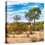 Awesome South Africa Collection Square - Savanna Landscape III-Philippe Hugonnard-Stretched Canvas