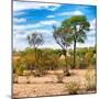 Awesome South Africa Collection Square - Savanna Landscape III-Philippe Hugonnard-Mounted Photographic Print