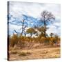 Awesome South Africa Collection Square - Savanna Landscape in Fall Colors II-Philippe Hugonnard-Stretched Canvas