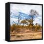 Awesome South Africa Collection Square - Savanna Landscape in Fall Colors II-Philippe Hugonnard-Framed Stretched Canvas