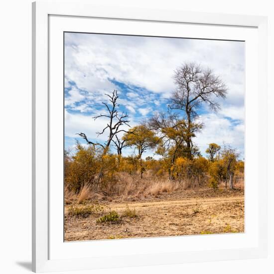 Awesome South Africa Collection Square - Savanna Landscape in Fall Colors II-Philippe Hugonnard-Framed Photographic Print