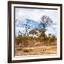 Awesome South Africa Collection Square - Savanna Landscape in Fall Colors II-Philippe Hugonnard-Framed Photographic Print