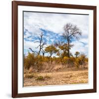 Awesome South Africa Collection Square - Savanna Landscape in Fall Colors II-Philippe Hugonnard-Framed Photographic Print