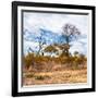 Awesome South Africa Collection Square - Savanna Landscape in Fall Colors II-Philippe Hugonnard-Framed Photographic Print