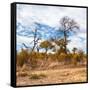 Awesome South Africa Collection Square - Savanna Landscape in Fall Colors II-Philippe Hugonnard-Framed Stretched Canvas