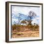 Awesome South Africa Collection Square - Savanna Landscape in Fall Colors II-Philippe Hugonnard-Framed Photographic Print