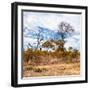 Awesome South Africa Collection Square - Savanna Landscape in Fall Colors II-Philippe Hugonnard-Framed Photographic Print