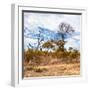 Awesome South Africa Collection Square - Savanna Landscape in Fall Colors II-Philippe Hugonnard-Framed Photographic Print