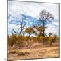 Awesome South Africa Collection Square - Savanna Landscape in Fall Colors II-Philippe Hugonnard-Mounted Photographic Print