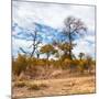 Awesome South Africa Collection Square - Savanna Landscape in Fall Colors II-Philippe Hugonnard-Mounted Photographic Print
