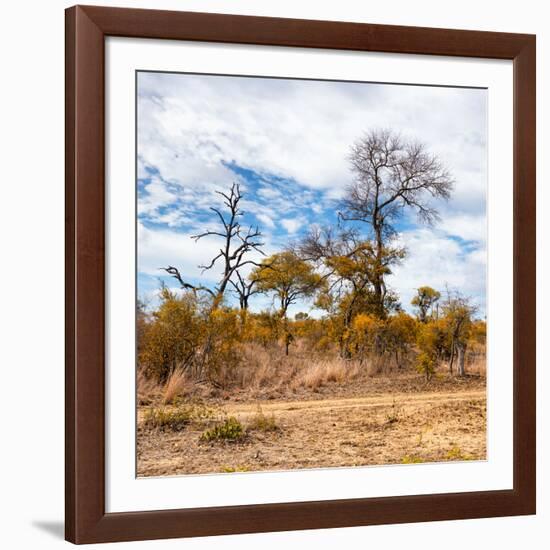 Awesome South Africa Collection Square - Savanna Landscape in Fall Colors II-Philippe Hugonnard-Framed Photographic Print