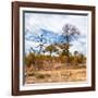 Awesome South Africa Collection Square - Savanna Landscape in Fall Colors II-Philippe Hugonnard-Framed Photographic Print