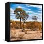 Awesome South Africa Collection Square - Savanna Landscape in Fall Colors III-Philippe Hugonnard-Framed Stretched Canvas