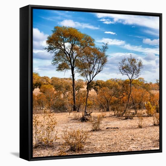 Awesome South Africa Collection Square - Savanna Landscape in Fall Colors III-Philippe Hugonnard-Framed Stretched Canvas