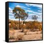 Awesome South Africa Collection Square - Savanna Landscape in Fall Colors III-Philippe Hugonnard-Framed Stretched Canvas