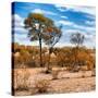 Awesome South Africa Collection Square - Savanna Landscape in Fall Colors III-Philippe Hugonnard-Stretched Canvas