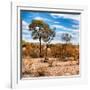 Awesome South Africa Collection Square - Savanna Landscape in Fall Colors III-Philippe Hugonnard-Framed Photographic Print