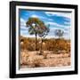 Awesome South Africa Collection Square - Savanna Landscape in Fall Colors III-Philippe Hugonnard-Framed Photographic Print