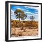 Awesome South Africa Collection Square - Savanna Landscape in Fall Colors III-Philippe Hugonnard-Framed Photographic Print