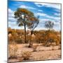 Awesome South Africa Collection Square - Savanna Landscape in Fall Colors III-Philippe Hugonnard-Mounted Photographic Print