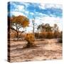 Awesome South Africa Collection Square - Savanna Landscape in Fall Colors-Philippe Hugonnard-Stretched Canvas