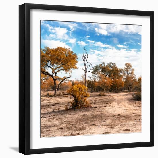 Awesome South Africa Collection Square - Savanna Landscape in Fall Colors-Philippe Hugonnard-Framed Photographic Print
