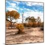Awesome South Africa Collection Square - Savanna Landscape in Fall Colors-Philippe Hugonnard-Mounted Photographic Print