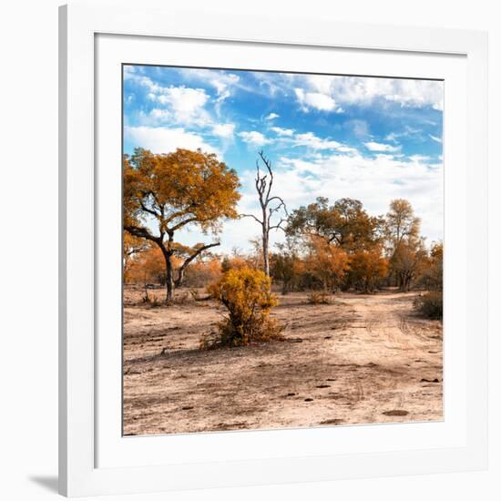 Awesome South Africa Collection Square - Savanna Landscape in Fall Colors-Philippe Hugonnard-Framed Photographic Print