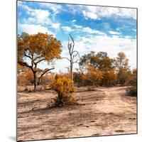 Awesome South Africa Collection Square - Savanna Landscape in Fall Colors-Philippe Hugonnard-Mounted Photographic Print