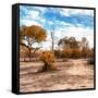 Awesome South Africa Collection Square - Savanna Landscape in Fall Colors-Philippe Hugonnard-Framed Stretched Canvas